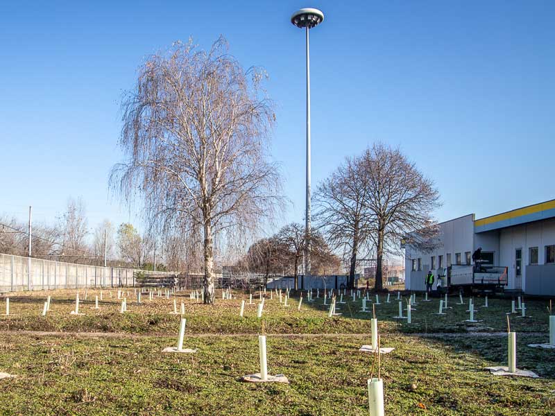 Riforestazione